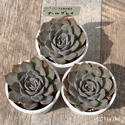 ＊新発売＊　アールグレイ【tawawaハウス苗】