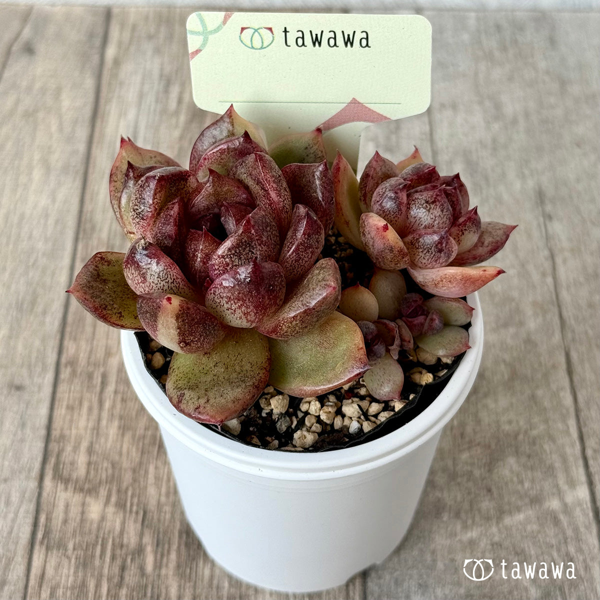 名前のない苗 １０【tawawaハウス苗】