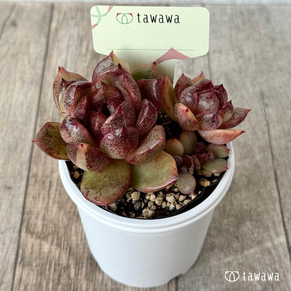 ＊新発売＊　名前のない苗 １０【tawawaハウス苗】