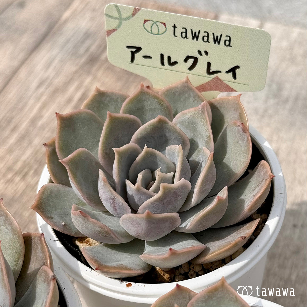 多肉植物の通販・販売サイト tawawa