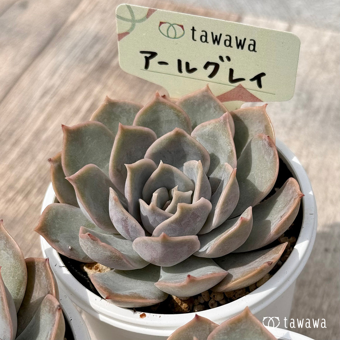 ＊新発売＊　アールグレイ【tawawaハウス苗】