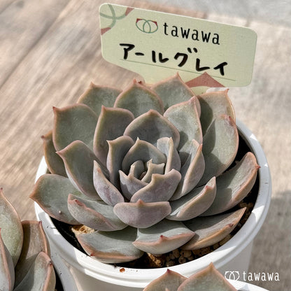 ＊新発売＊　アールグレイ【tawawaハウス苗】