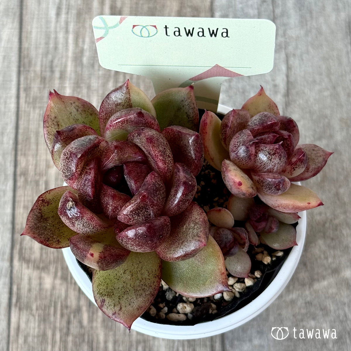 名前のない苗 １０【tawawaハウス苗】