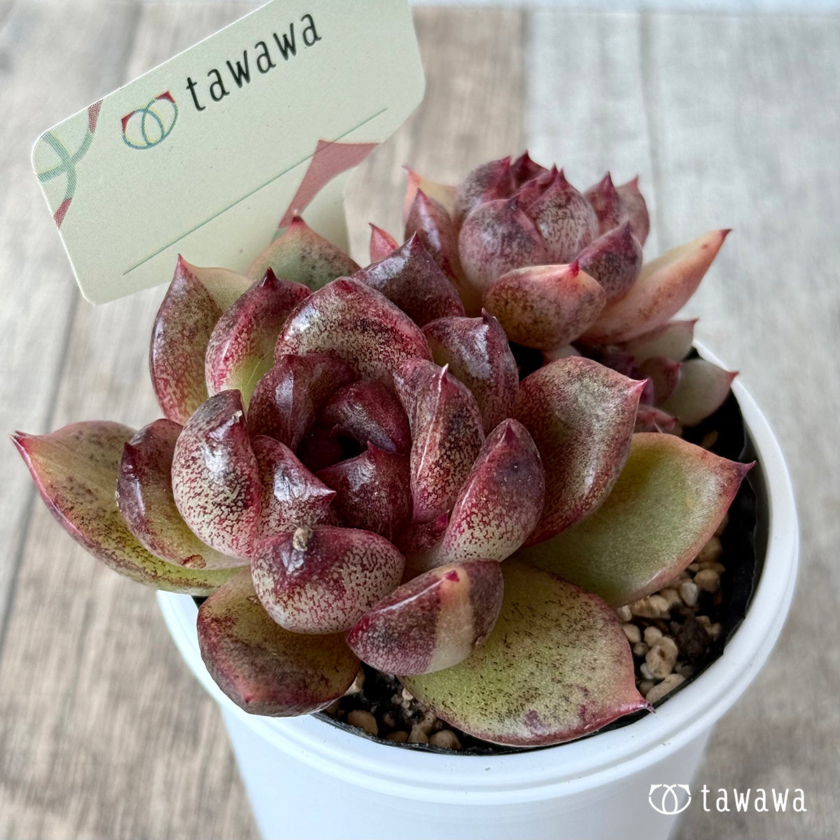 ＊新発売＊　名前のない苗 １０【tawawaハウス苗】