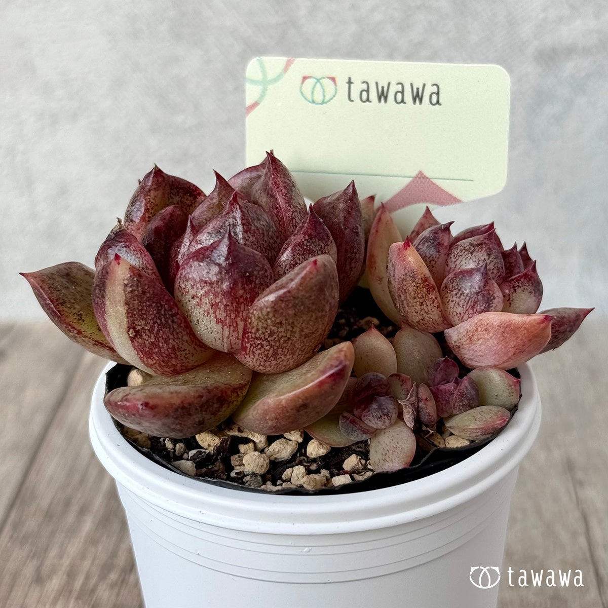 名前のない苗 １０【tawawaハウス苗】