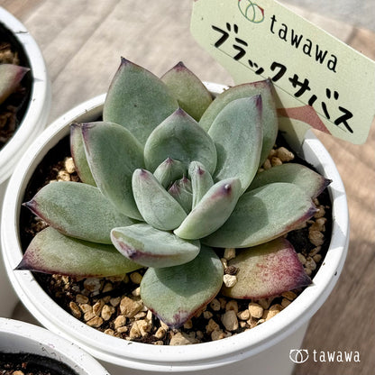 ＊新発売＊　ブラックサバス（エアーマジック農園）【tawawaハウス苗】