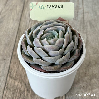 ＊新発売＊　名前のない苗 １１【tawawaハウス苗】