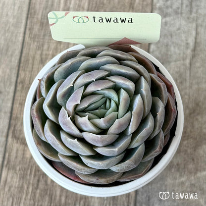 ＊新発売＊　名前のない苗 １１【tawawaハウス苗】