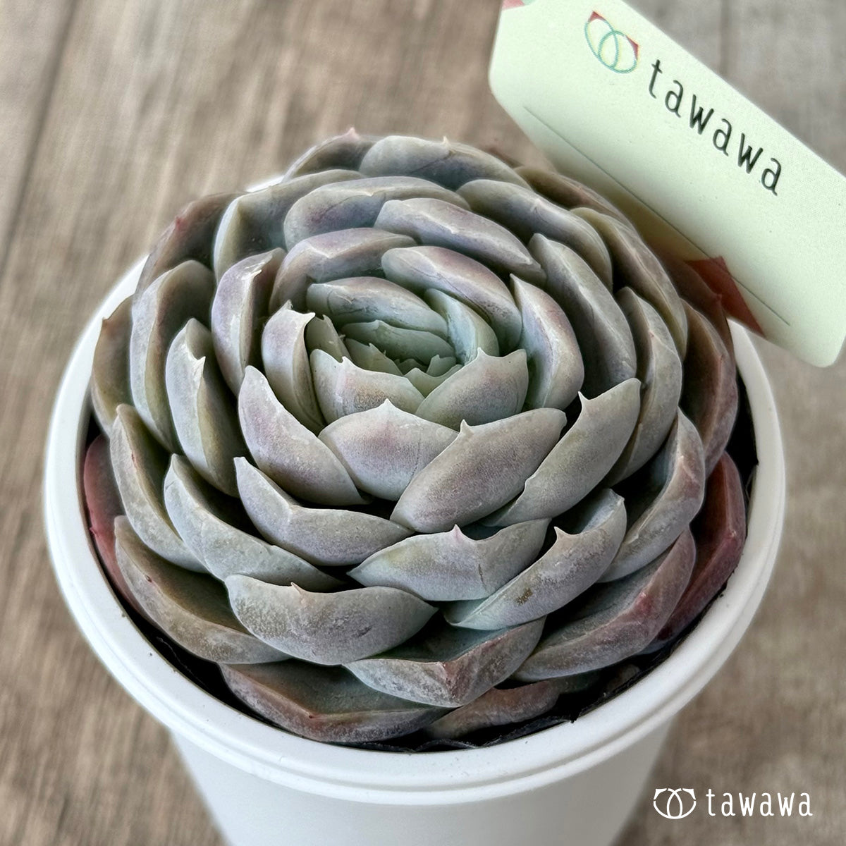 ＊新発売＊　名前のない苗 １１【tawawaハウス苗】