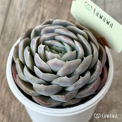 ＊新発売＊　名前のない苗 １１【tawawaハウス苗】