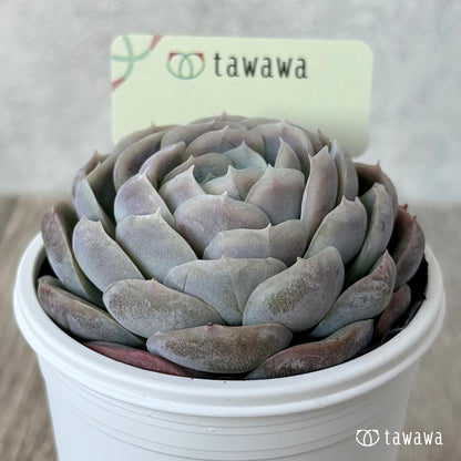 ＊新発売＊　名前のない苗 １１【tawawaハウス苗】
