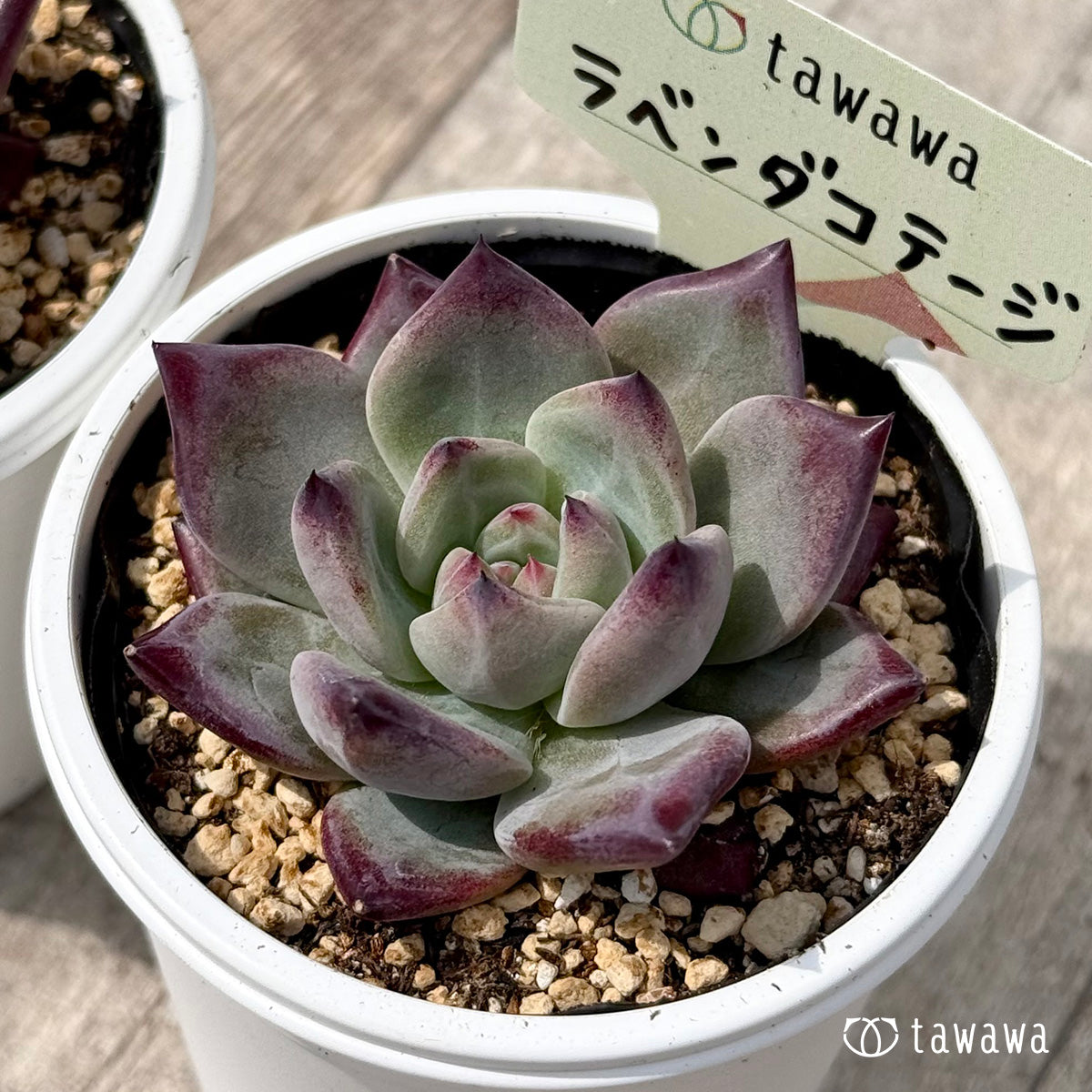 ＊新発売＊　ラベンダーコテージ【tawawaハウス苗】