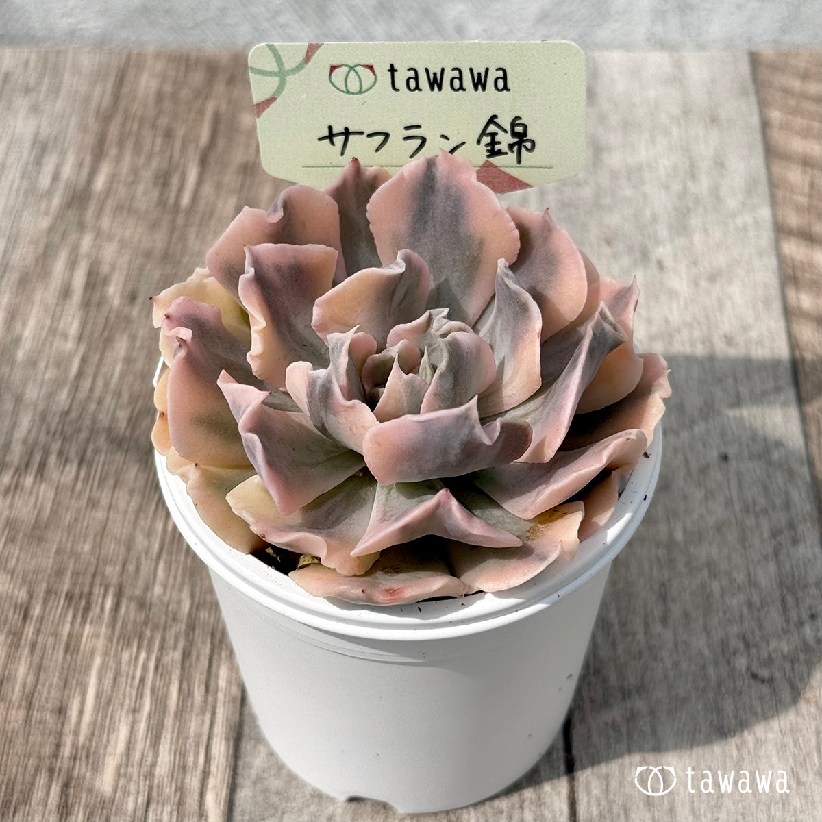 ＊新発売＊　サフラン錦【tawawaハウス苗】