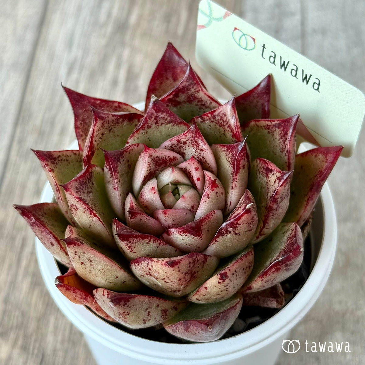 ＊新発売＊　名前のない苗 １２【tawawaハウス苗】