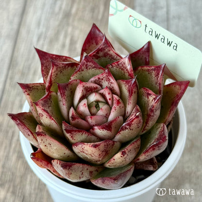 ＊新発売＊　名前のない苗 １２【tawawaハウス苗】