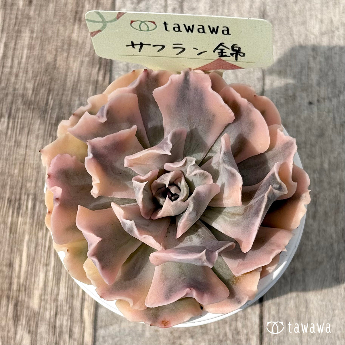 ＊新発売＊　サフラン錦【tawawaハウス苗】