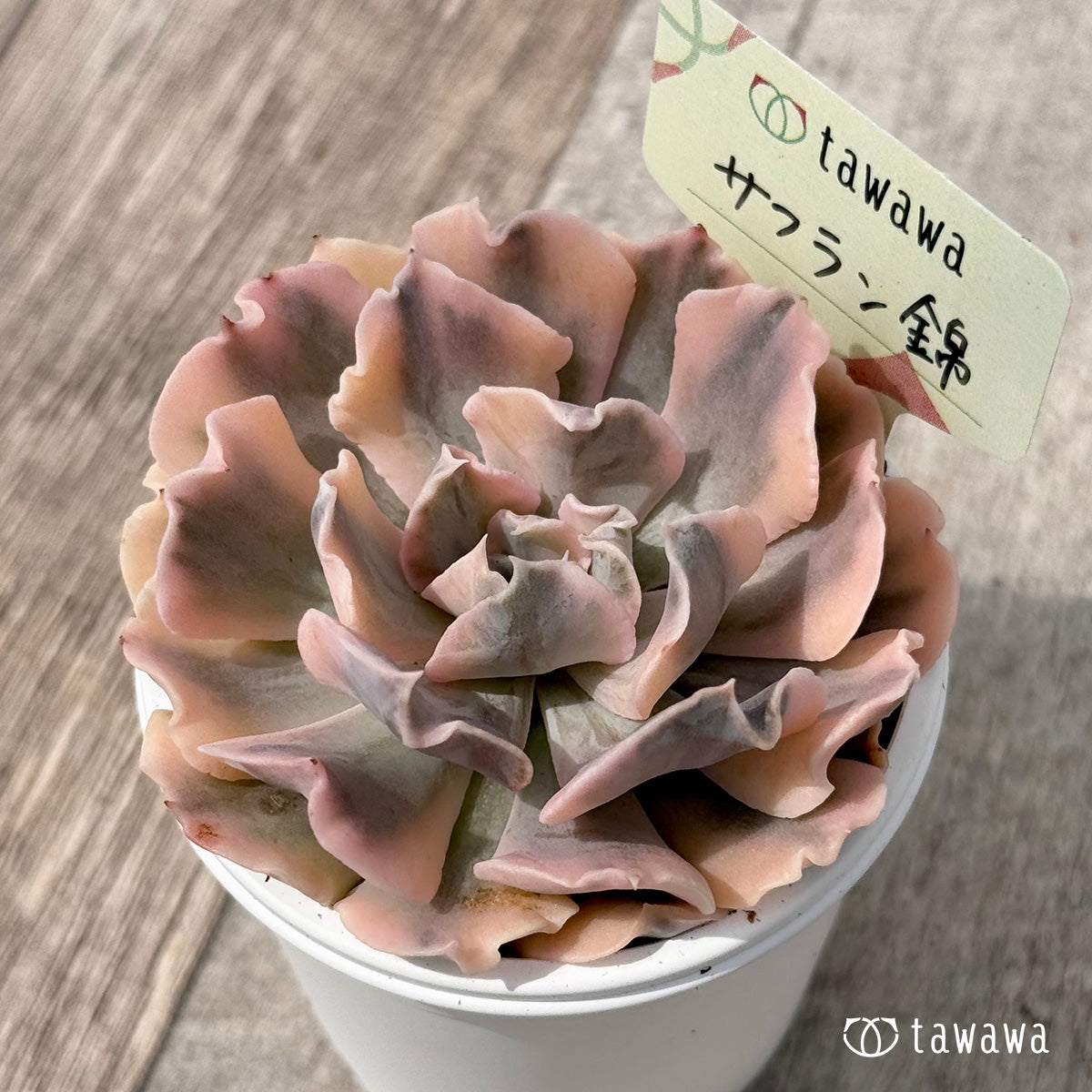 ＊新発売＊　サフラン錦【tawawaハウス苗】