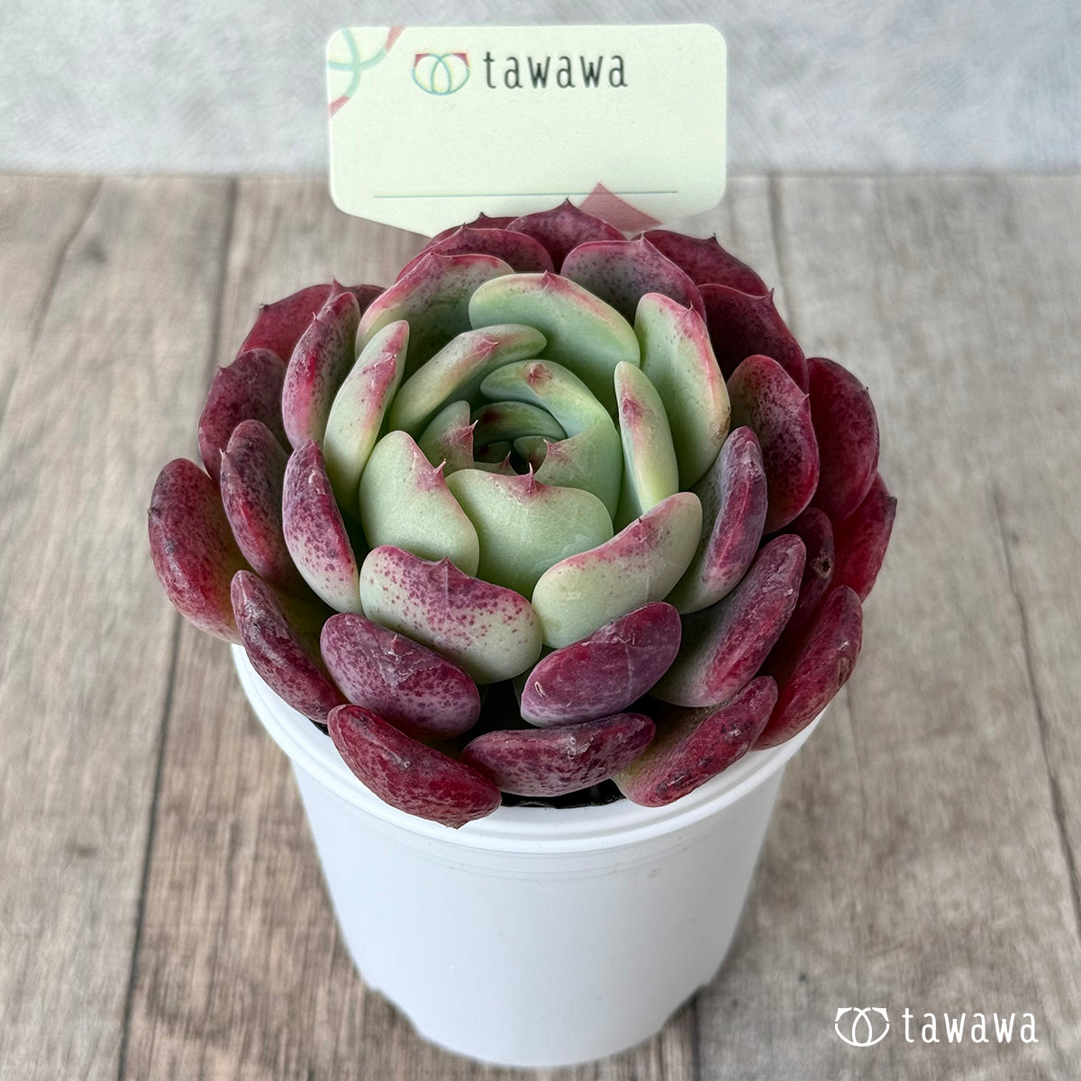 ＊新発売＊　名前のない苗 １３【tawawaハウス苗】