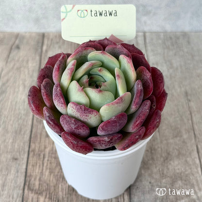 ＊新発売＊　名前のない苗 １３【tawawaハウス苗】