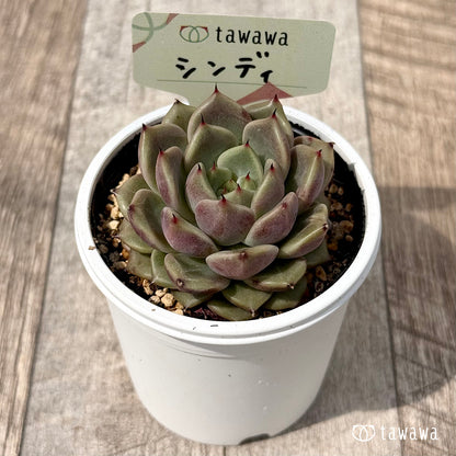 ＊新発売＊　シンディ　【tawawaハウス苗】