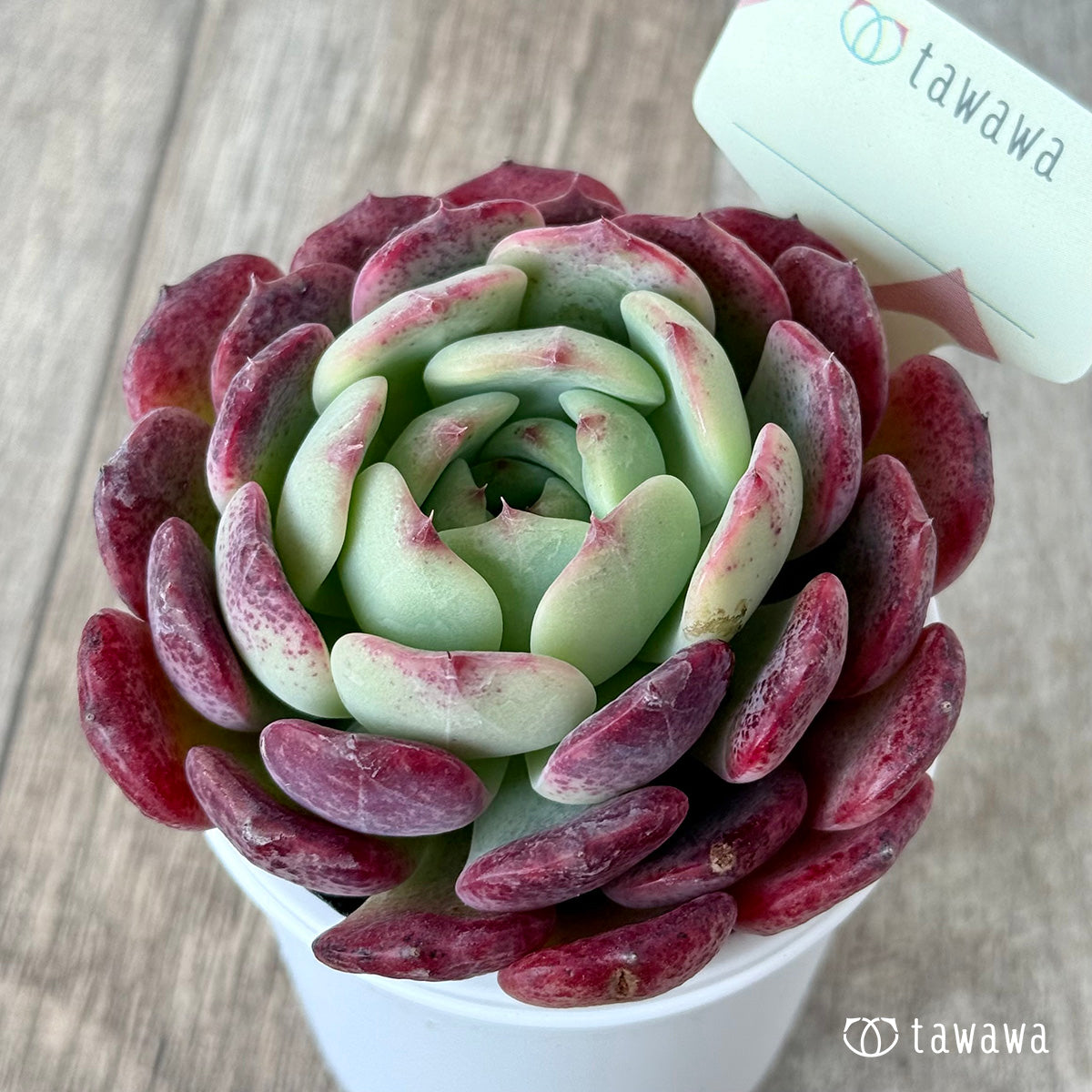 ＊新発売＊　名前のない苗 １３【tawawaハウス苗】