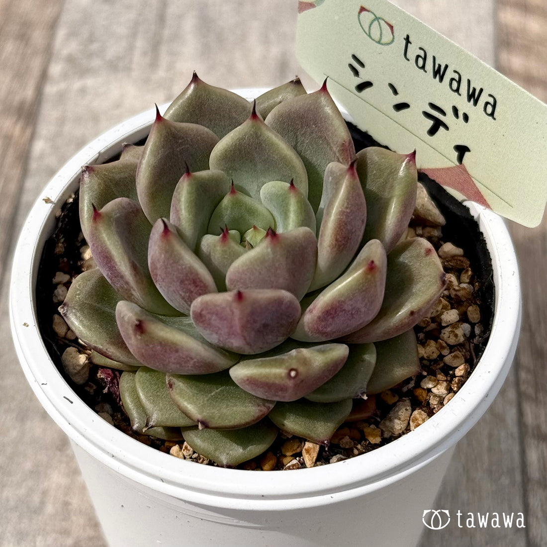 *新発売* シンディ 【tawawaハウス苗】