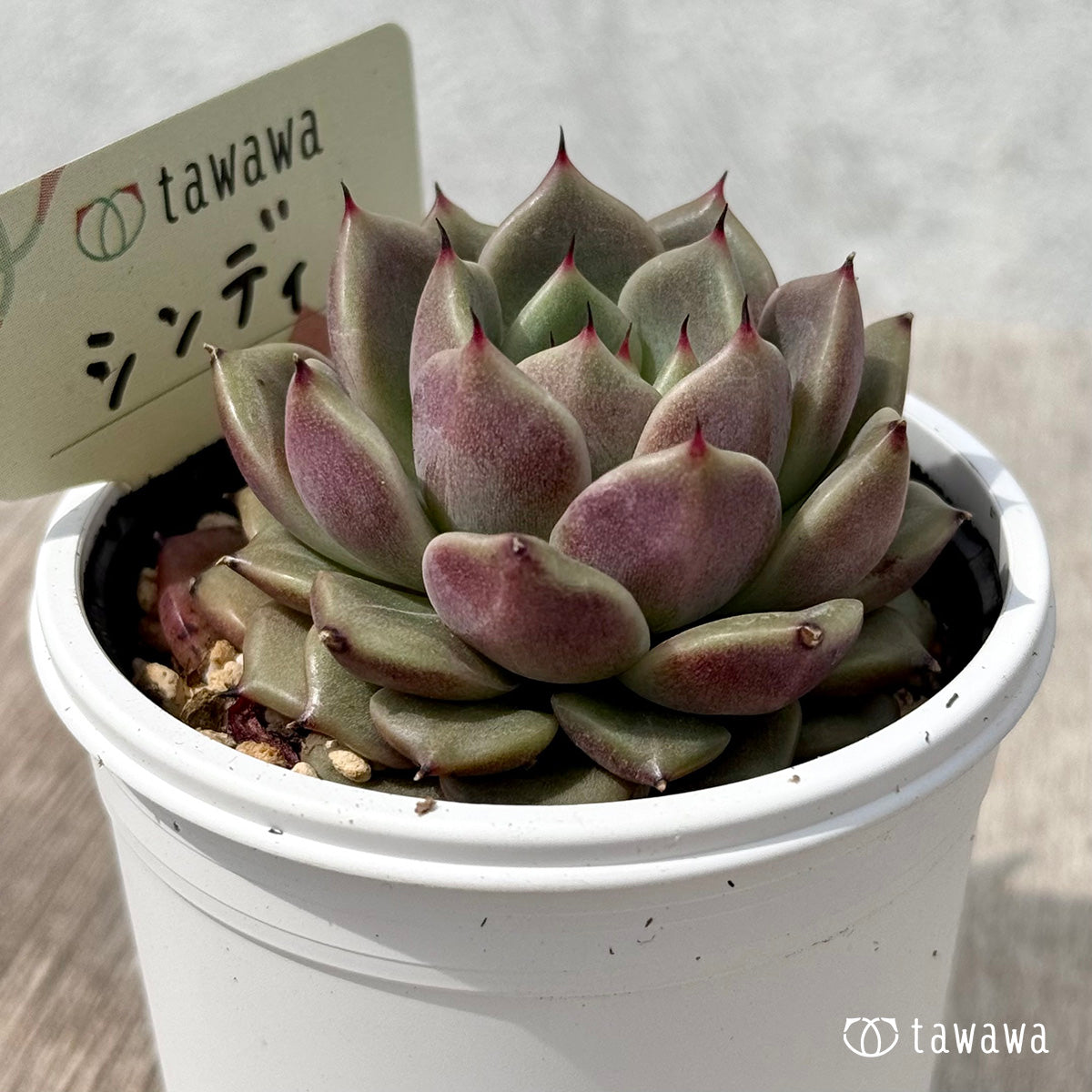 ＊新発売＊　シンディ　【tawawaハウス苗】