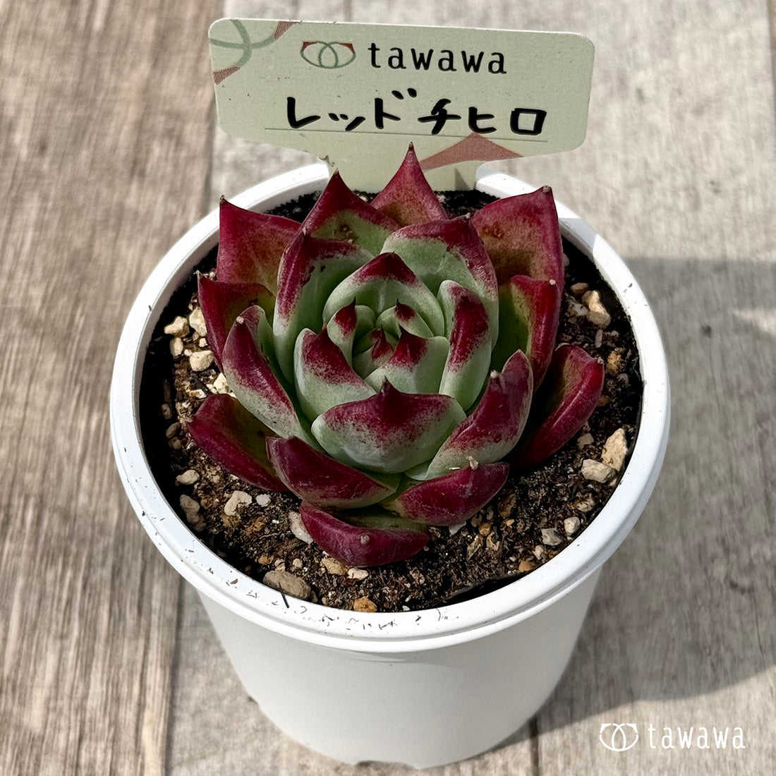 ＊新発売＊　レッドチヒロ　スペシャル１（エアーマジック農園）【tawawaハウス苗】