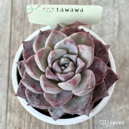 ＊新発売＊　名前のない苗 １４【tawawaハウス苗】