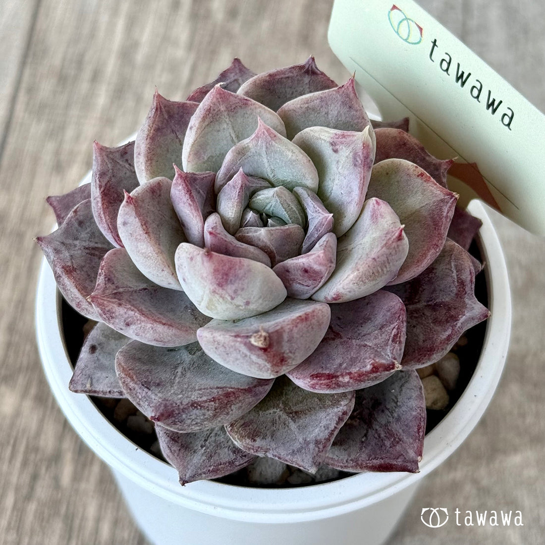 *新発売* 名前のない苗 14【tawawaハウス苗】