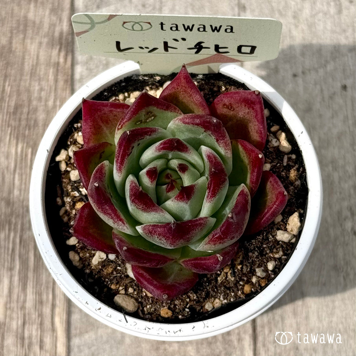 ＊新発売＊　レッドチヒロ　スペシャル１（エアーマジック農園）【tawawaハウス苗】