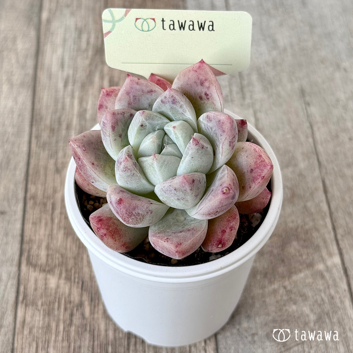 Unidentified Seedling 15 [Tawawa House Seedling]