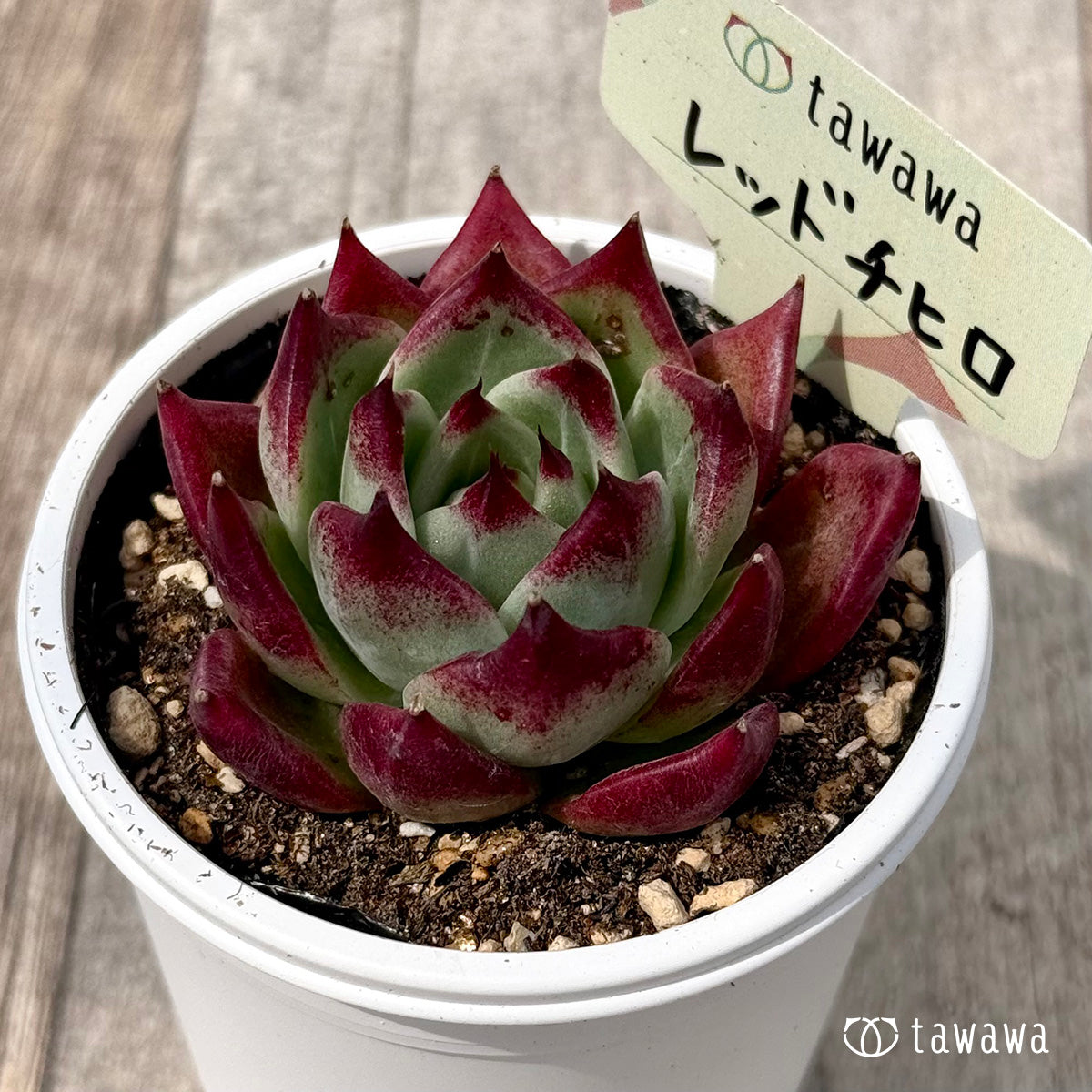 ＊新発売＊　レッドチヒロ　スペシャル１（エアーマジック農園）【tawawaハウス苗】