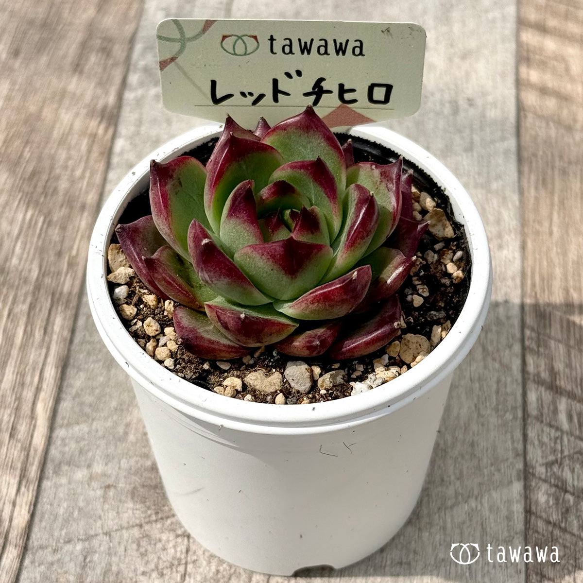 ＊新発売＊　レッドチヒロ　スペシャル２（エアーマジック農園）【tawawaハウス苗】