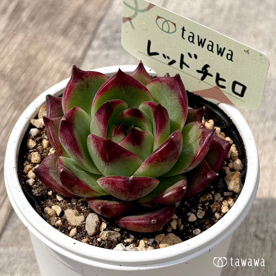 *新発売* レッドチヒロ スペシャル2(エアーマジック農園)【tawawaハウス苗】