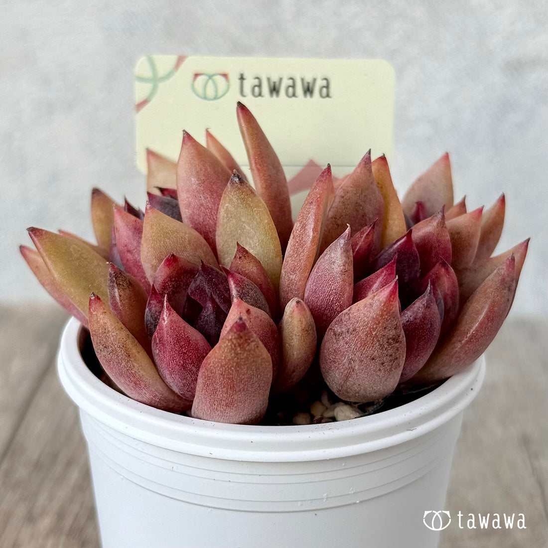 ＊新発売＊　名前のない葉挿し苗１【tawawaハウス苗】