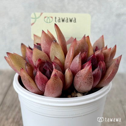 ＊新発売＊　名前のない葉挿し苗１【tawawaハウス苗】