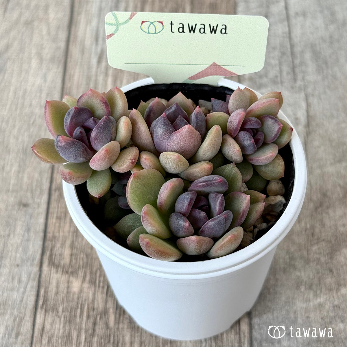 Unidentified leaf propagation seedling 2 [tawawa house seedling]
