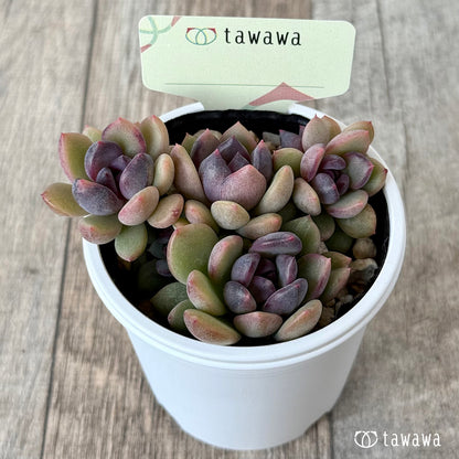 ＊新発売＊　名前のない葉挿し苗２【tawawaハウス苗】