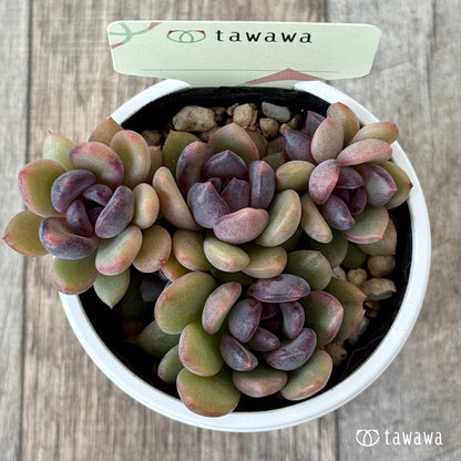 ＊新発売＊　名前のない葉挿し苗２【tawawaハウス苗】