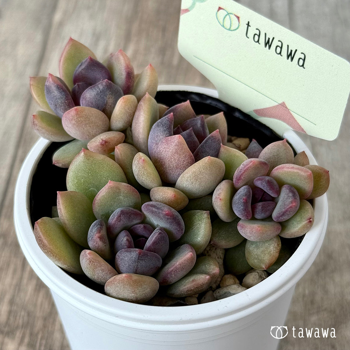 Unidentified leaf propagation seedling 2 [tawawa house seedling]