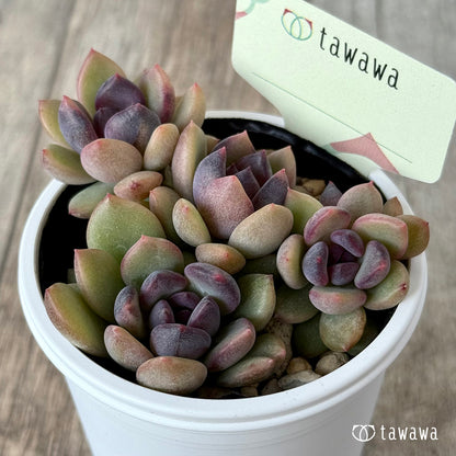 ＊新発売＊　名前のない葉挿し苗２【tawawaハウス苗】