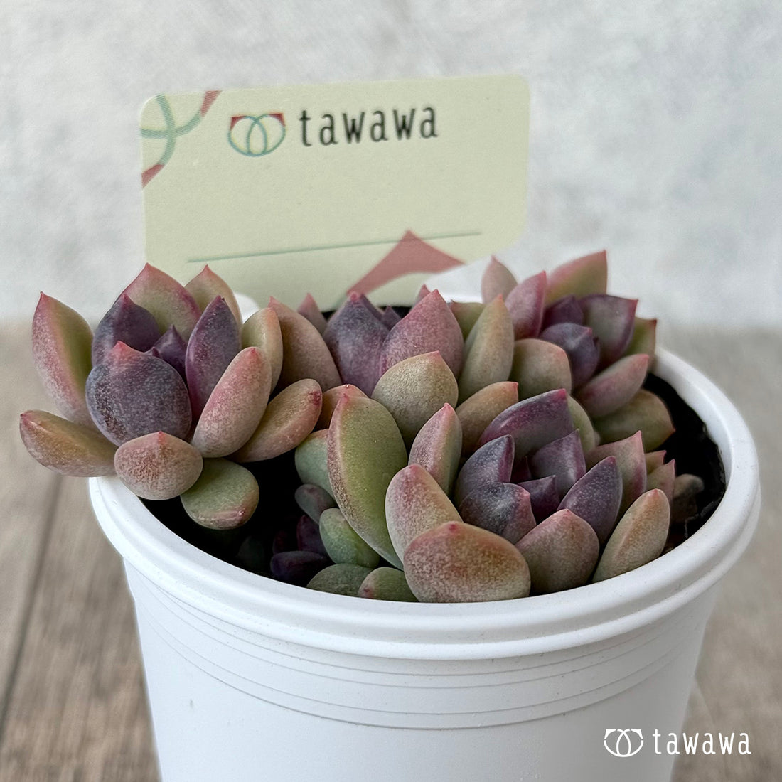 ＊新発売＊　名前のない葉挿し苗２【tawawaハウス苗】