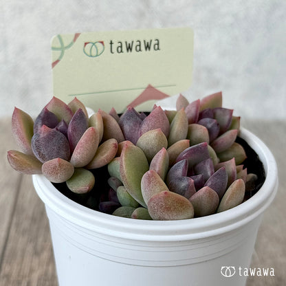 ＊新発売＊　名前のない葉挿し苗２【tawawaハウス苗】