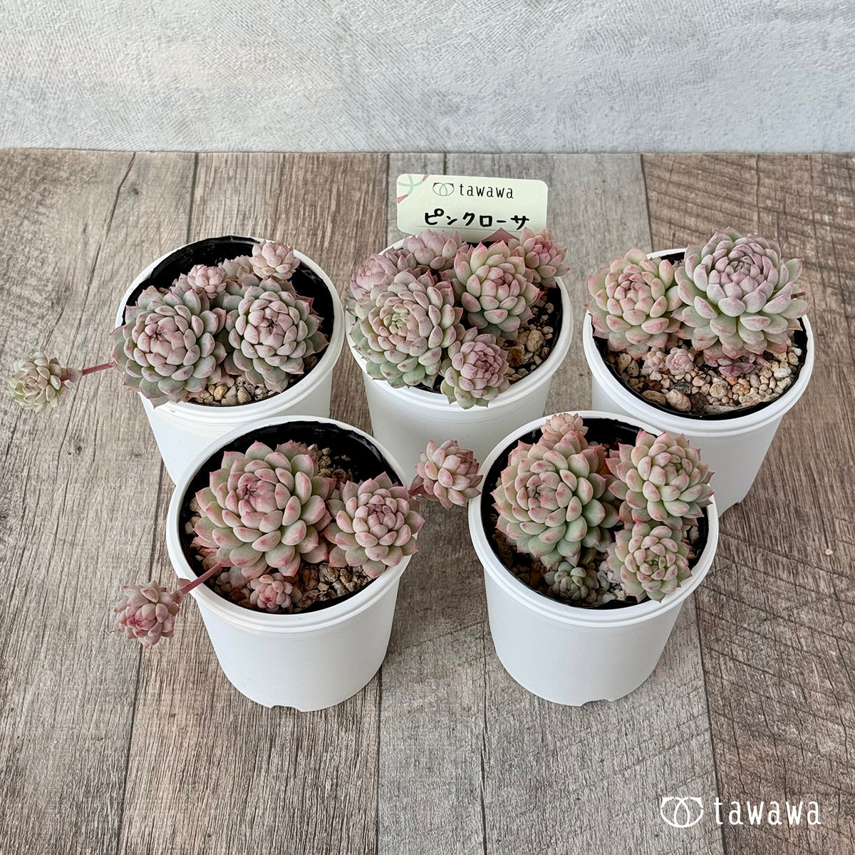Pink Rosa 2 (Air Magic Nursery) [Tawawa House Seedlings]