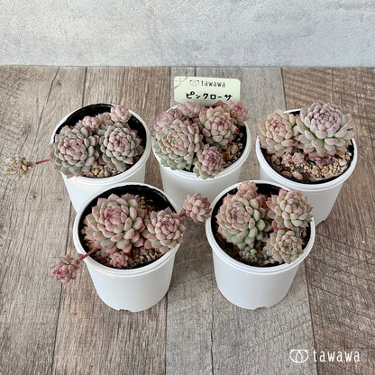 ピンクローサ２（エアーマジック農園）【tawawaハウス苗】