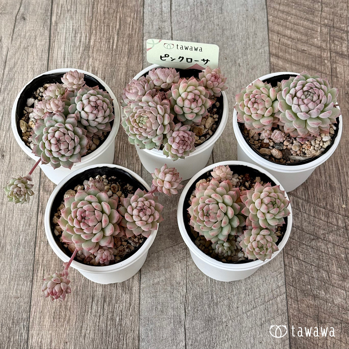 Pink Rosa 2 (Air Magic Nursery) [Tawawa House Seedlings]