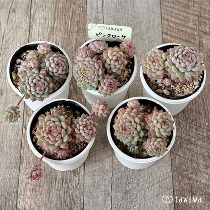 ピンクローサ２（エアーマジック農園）【tawawaハウス苗】