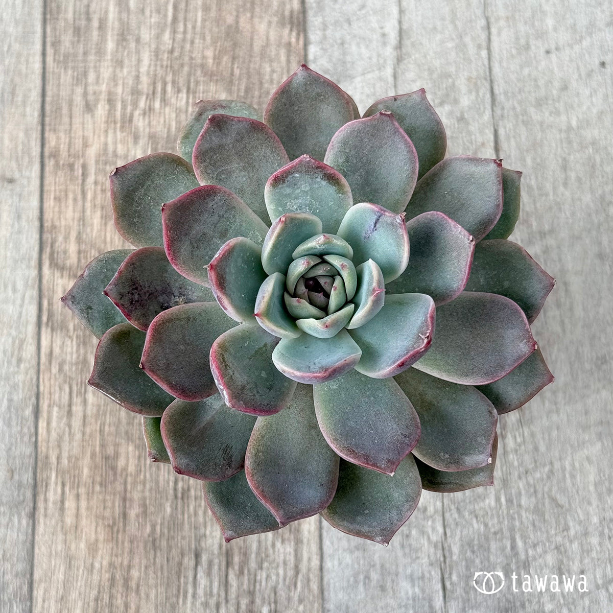 블랙펄
