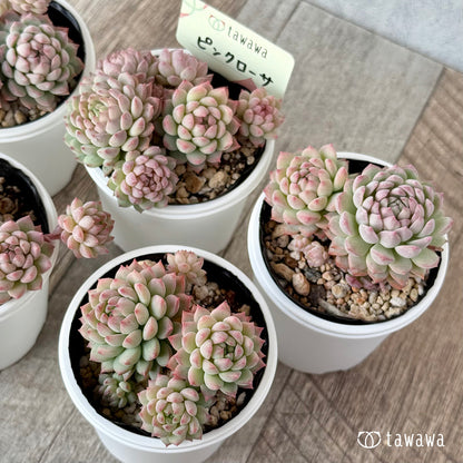 ピンクローサ２（エアーマジック農園）【tawawaハウス苗】